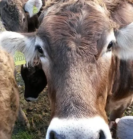 Venkovský dům Saegerhof Bader *