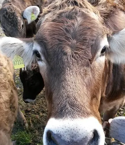 Gospodarstwo wiejskie Saegerhof Bader *